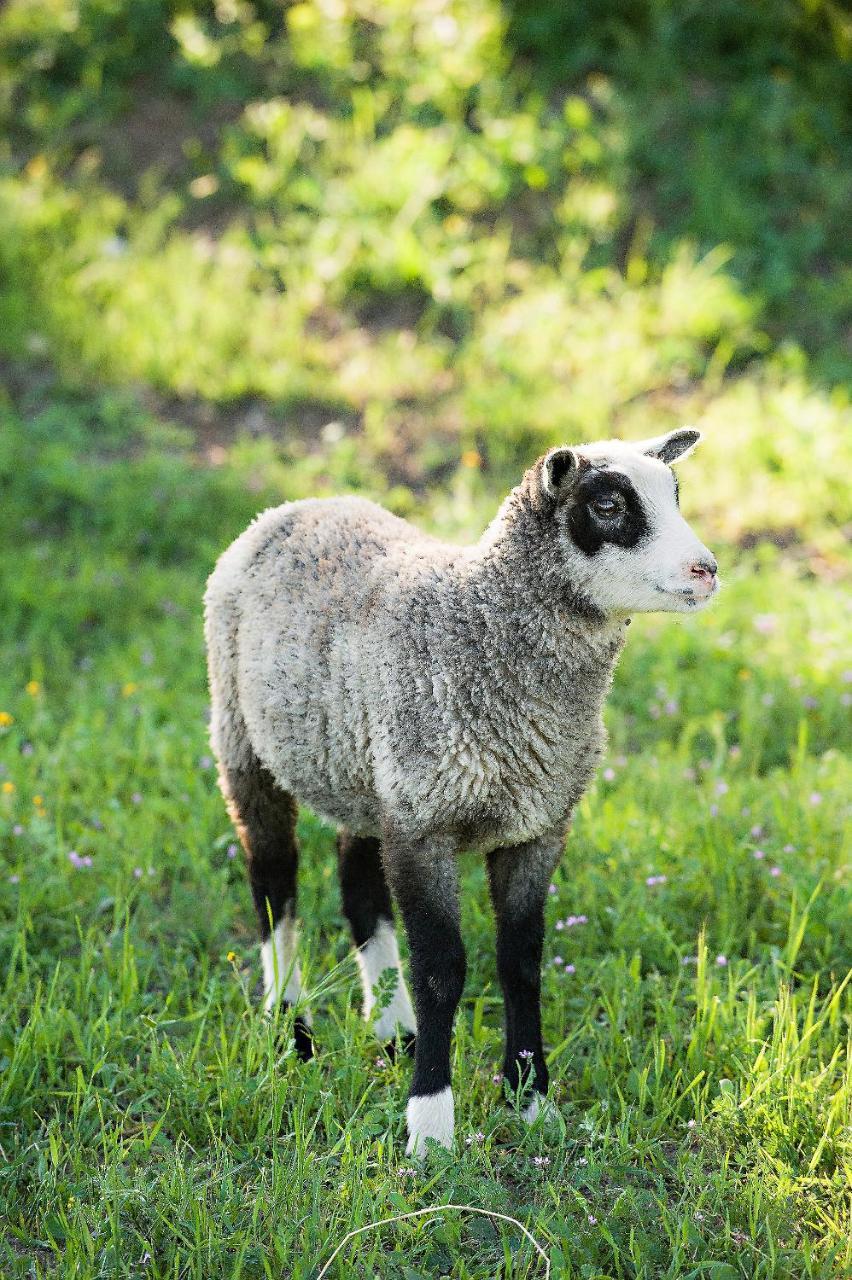 Отель Reves De Moutons Пасо Роблс Экстерьер фото